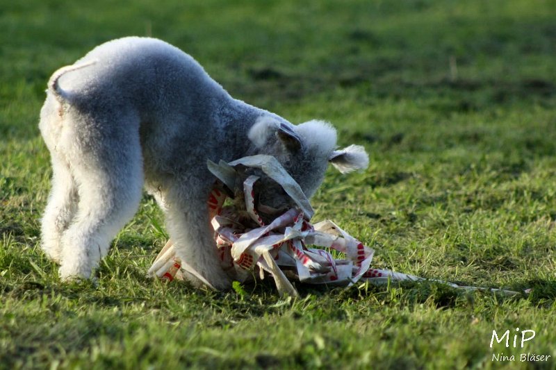 2010-10-03 Coursing-Training GE (43).jpg